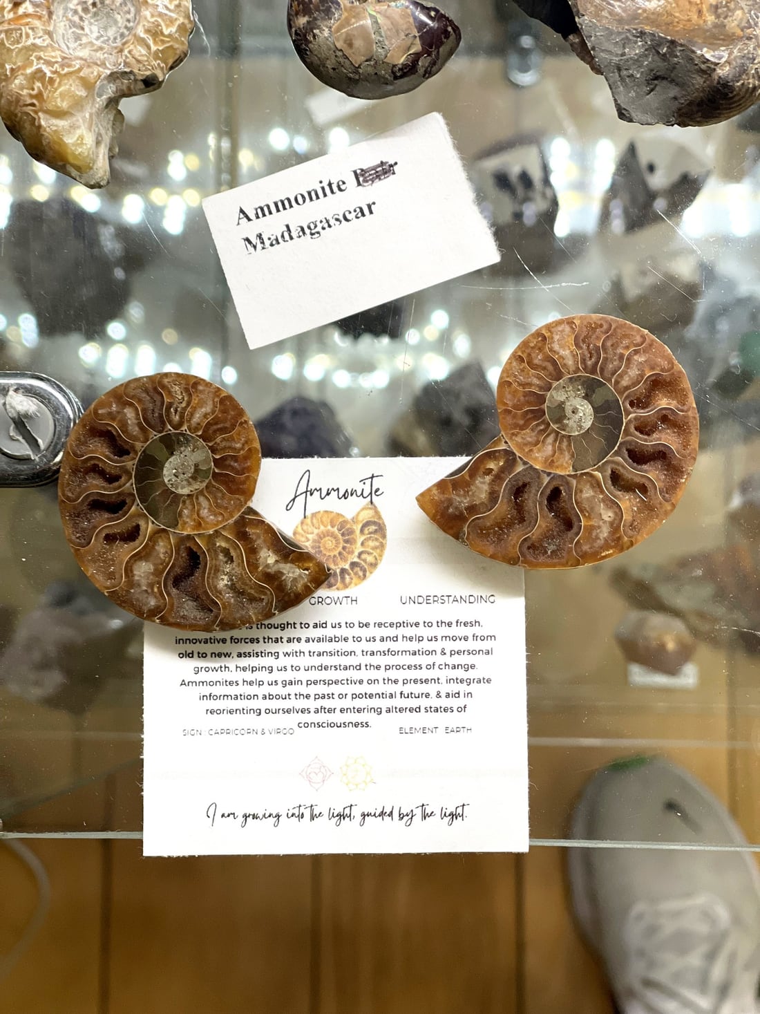 Specimens at Tremont Rocks