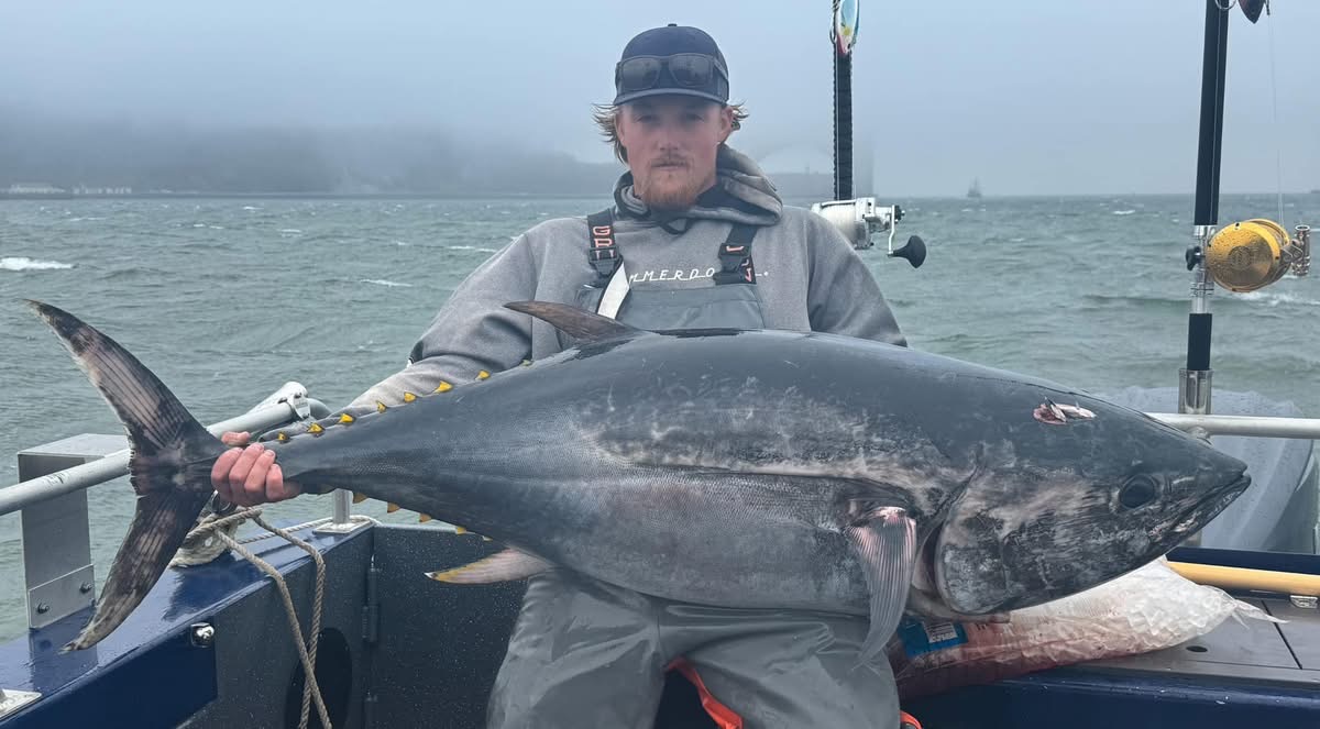 Monster Bluefin Tuna Have Arrived