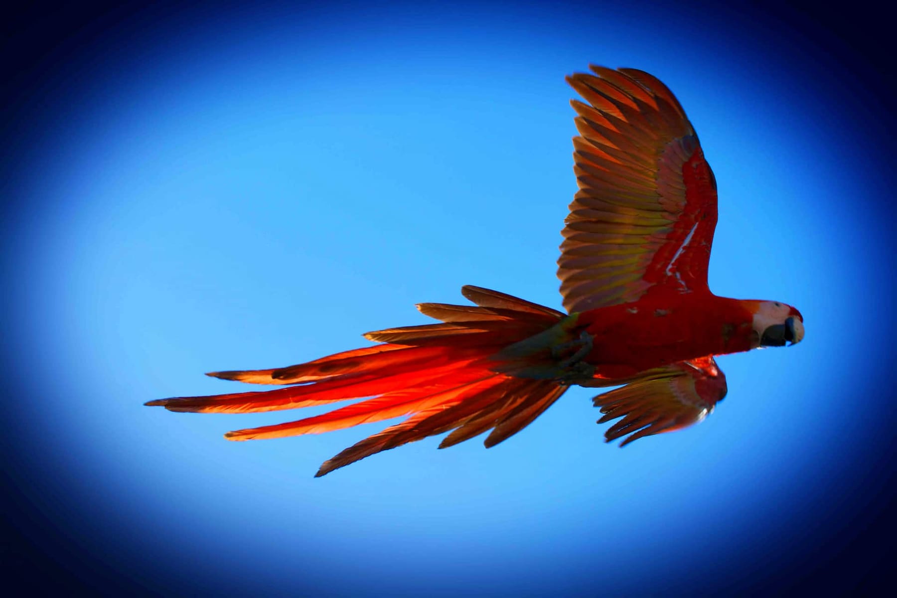 A scarlet macaw in flight against a blue sky