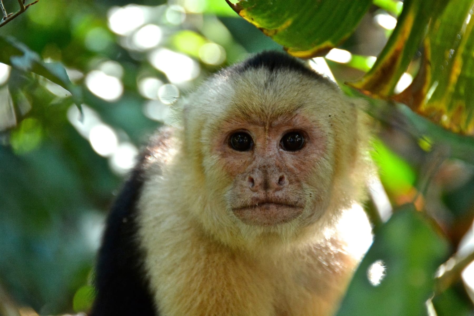 A white-faced capuchin monkey looking straight at the camera