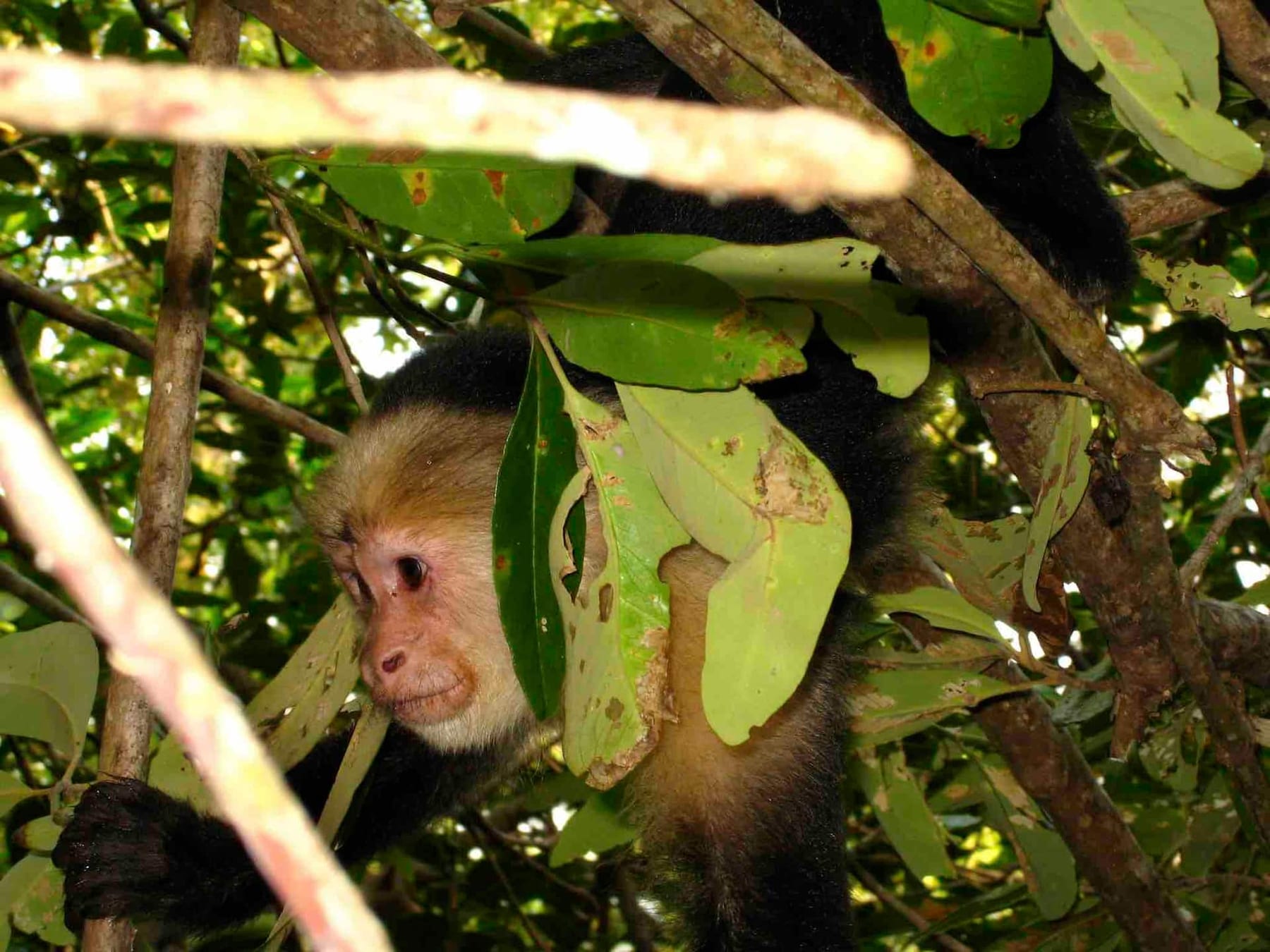 A capuchin monkey in the trees