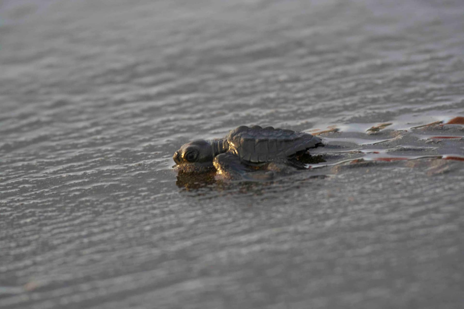 A baby sea turtle crossing wet sand to the sea