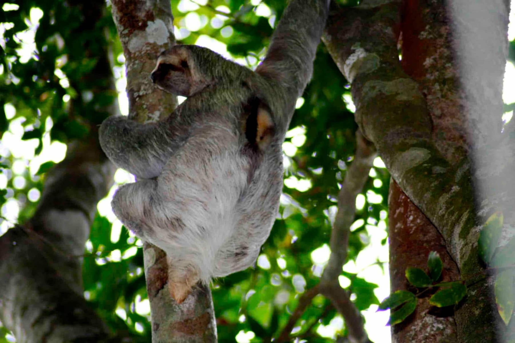 A sloth hanging in a tree