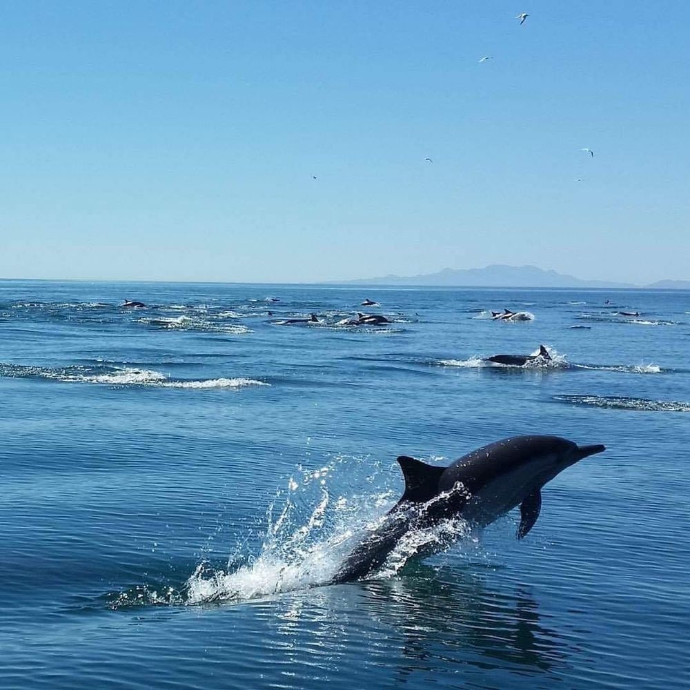 Common dolphins leaping, an island on the horizon