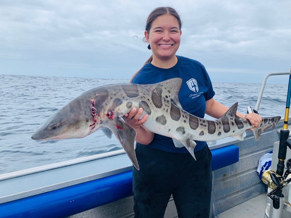 An angler holding a leopard shark