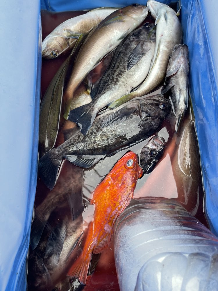 A cooler of rockfish, every one ikejime'd