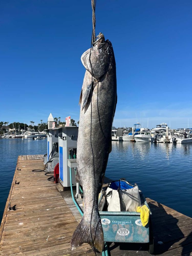 A big white seabass hanging from the scale at the dock