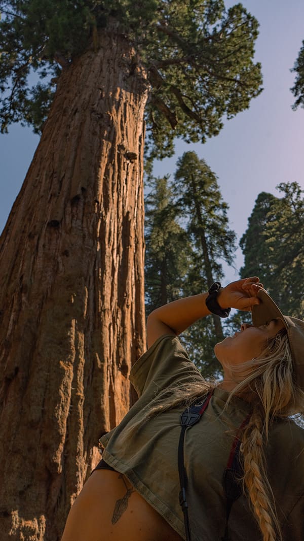 A woman wearing a cap looks up at a giant sequoia tree towering above