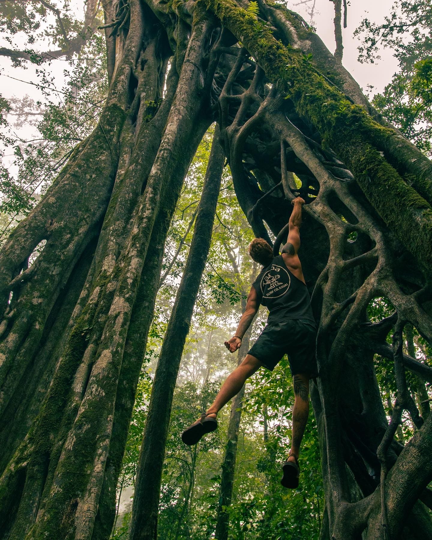 A man climbs the intricate root network of a giant jungle tree
