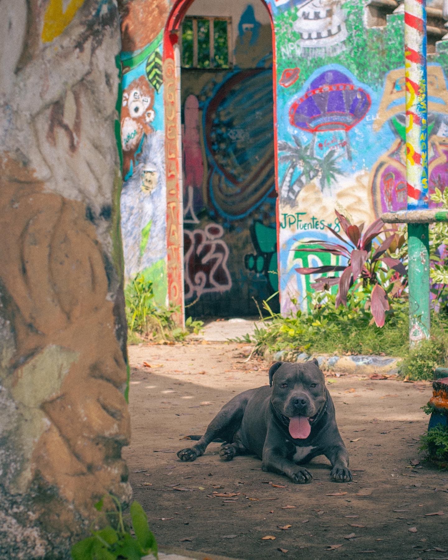 A dark grey pit bull lies on the ground before a colorful graffiti archway