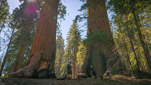 A hiker with a backpack stands between two massive sequoia trees in a forest