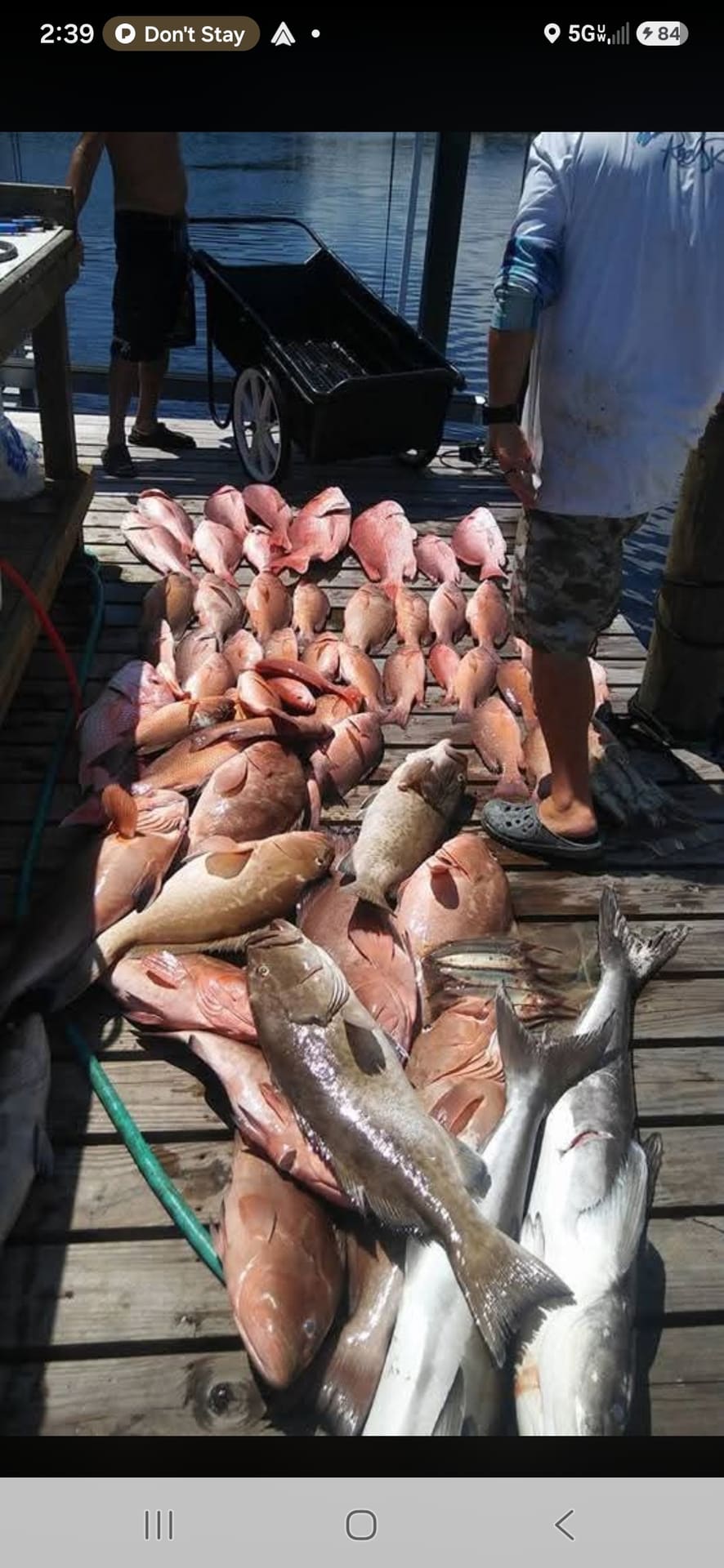 Dozens of freshly caught red snapper and grouper lying on a wooden dock