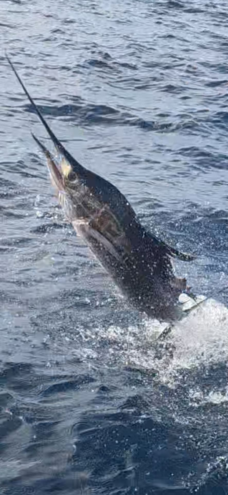 A sailfish leaps out of choppy ocean water splashing spray into the air