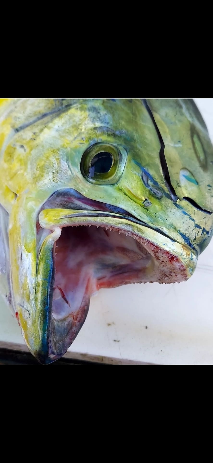 Close-up of a green and yellow mahi-mahi head with an open mouth