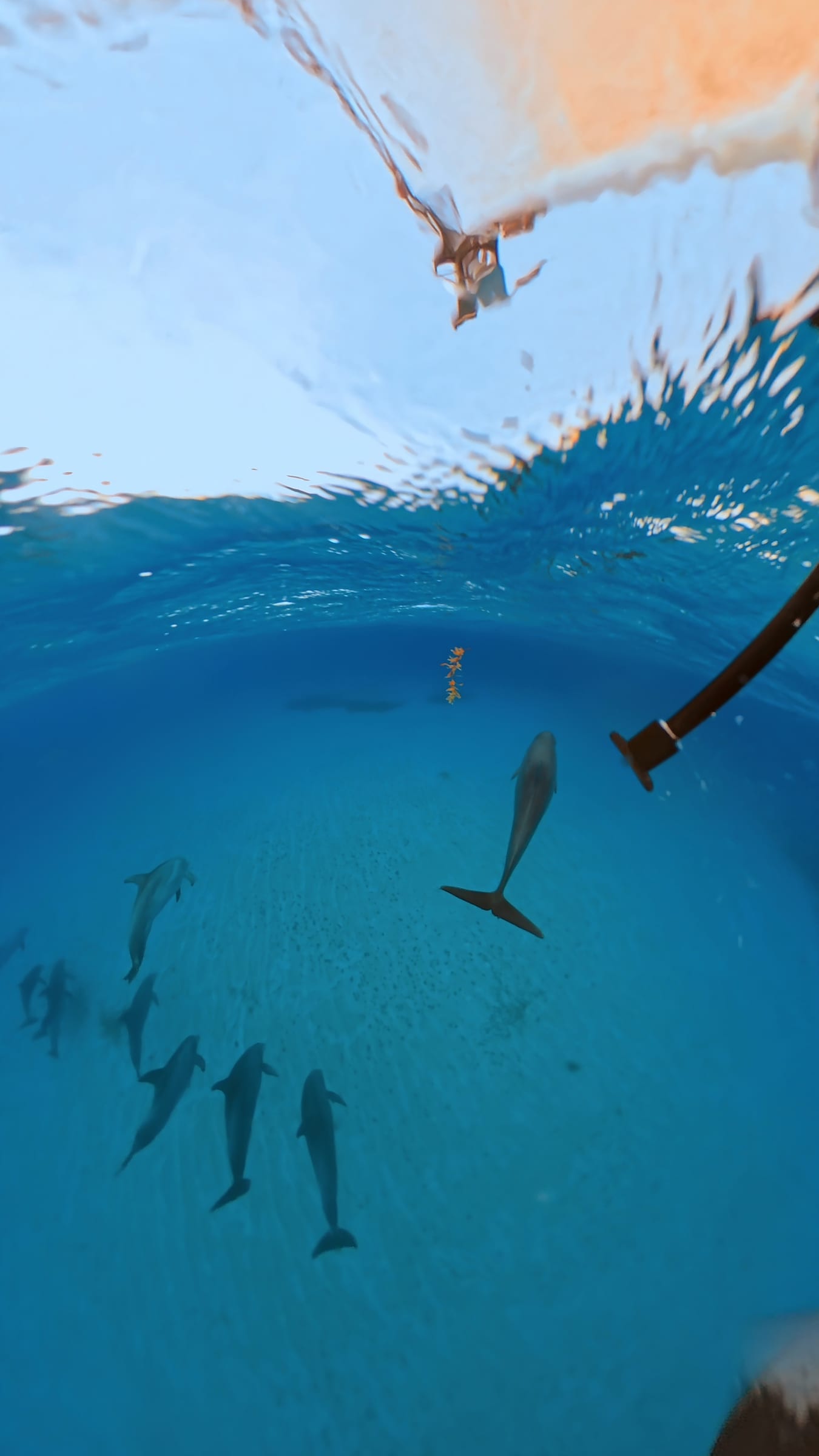 Dolphins swimming underwater near a sandy seafloor beneath a boat hull