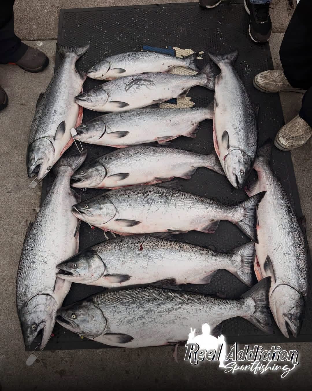 A deck mat covered with king salmon