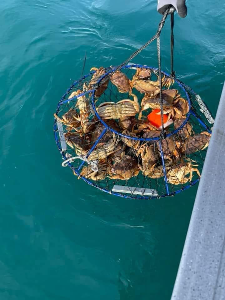 A crab net coming out of the water packed with Dungeness crab